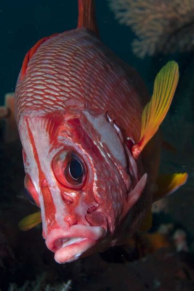 Indonesia, Raja Ampat Close-up of squirrelfish